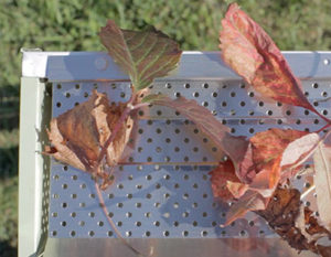 Downward view of leaves on top of a gutter guard